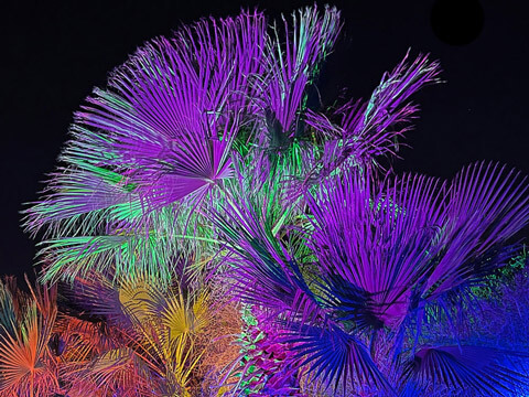 palm tree canopy cast in blue, purple, green, yellow, orange, and purple light